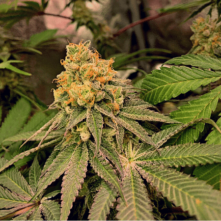 Purple Punch Auto Seeds