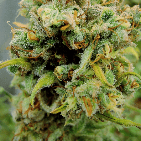 Shiskaberry Punch Seeds