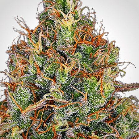 Sweet Tooth Auto Seeds