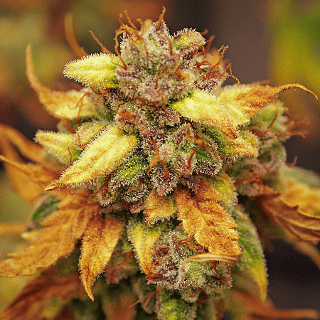 Tahoe Kush Seeds