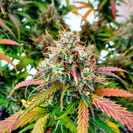 Tropicana Cookies Purple Auto Seeds