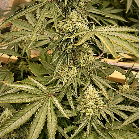 Yumbolt Auto Seeds