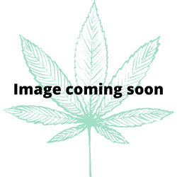 Auto CBD Purple Seeds